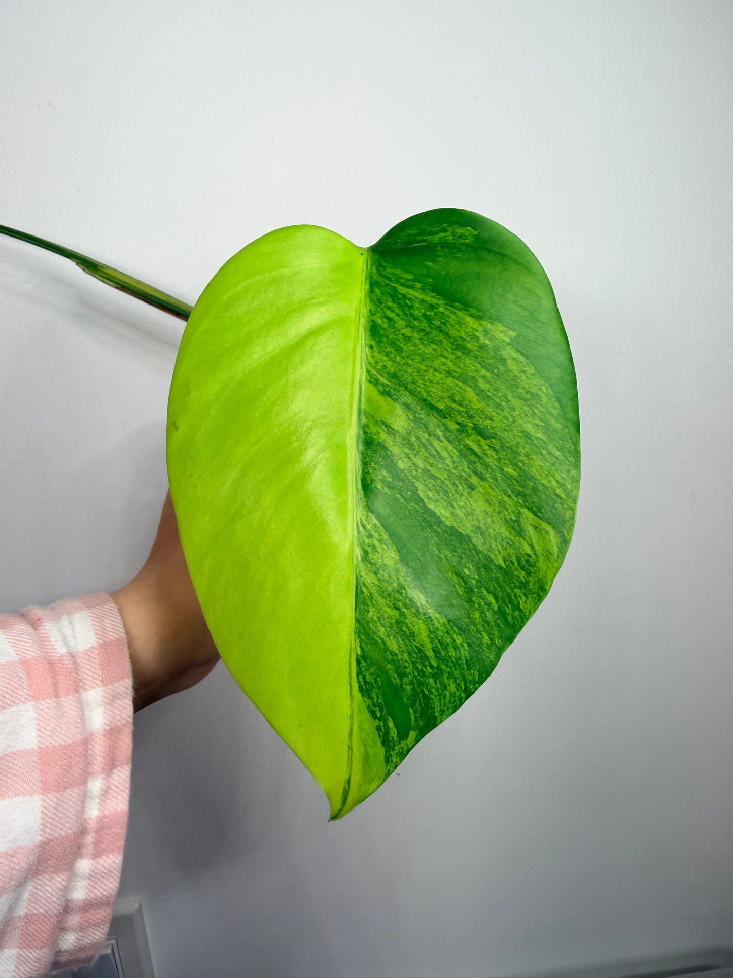 2 leafs monstera Aurea