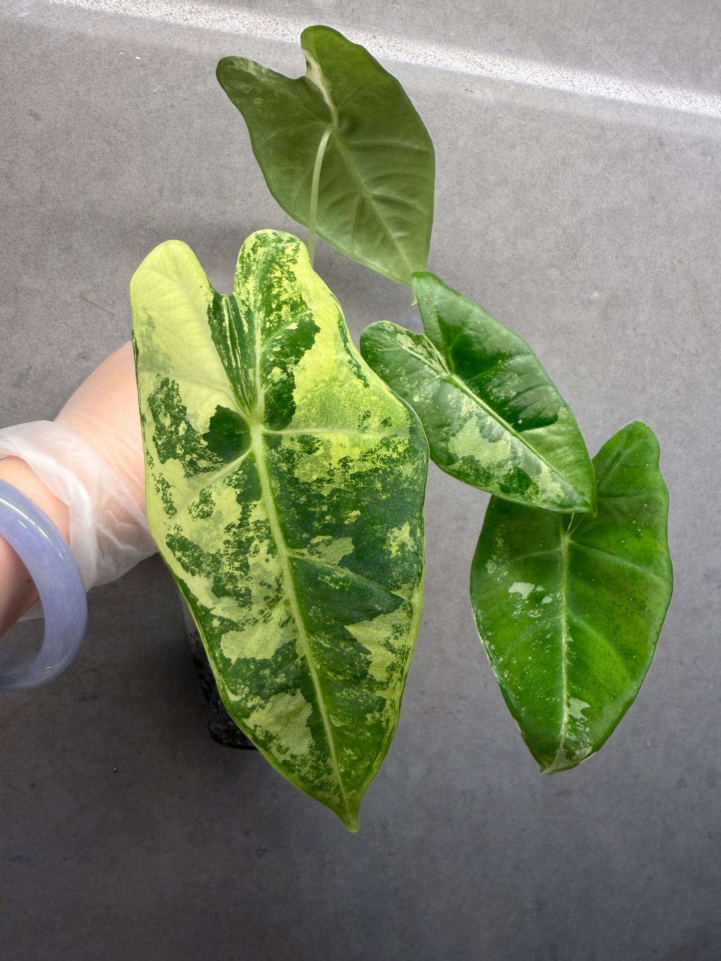 🌿Alocasia 'Frydek' Albo Variegata