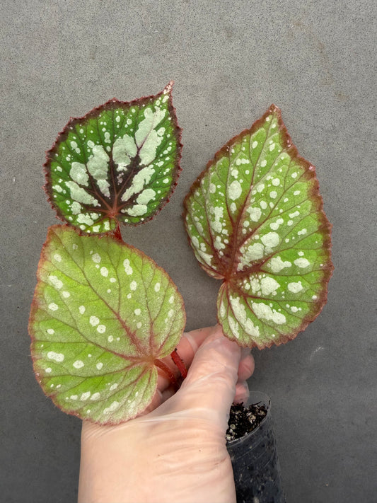 🍵 Begonia ‘Matcha Chocolate’