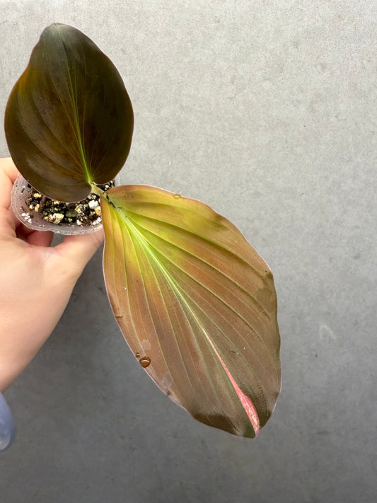 🌸Kaempferia pulchra Pink Low variegata