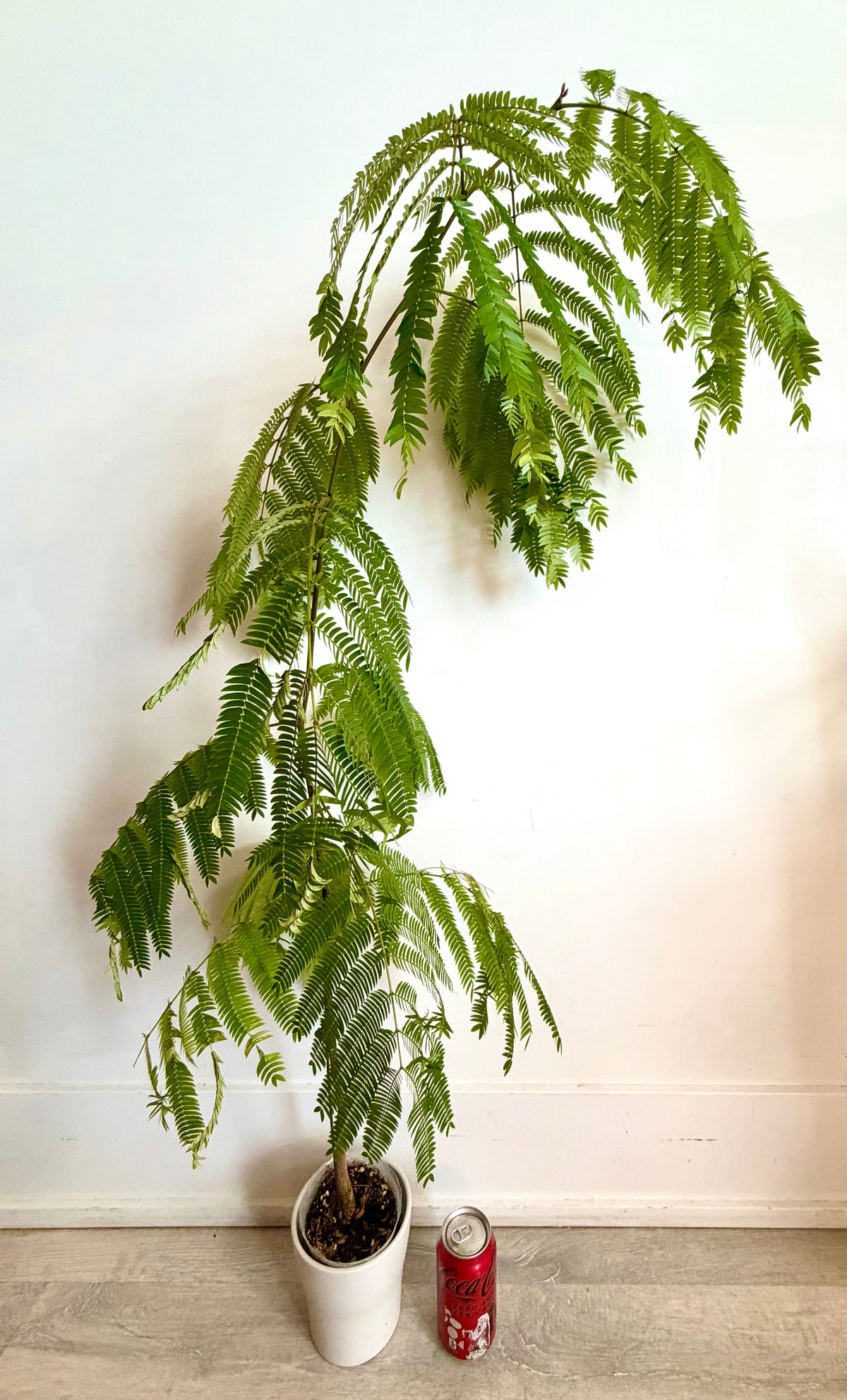🌿 Cojoba arborea（Monther plant，130cm high）Only GTA