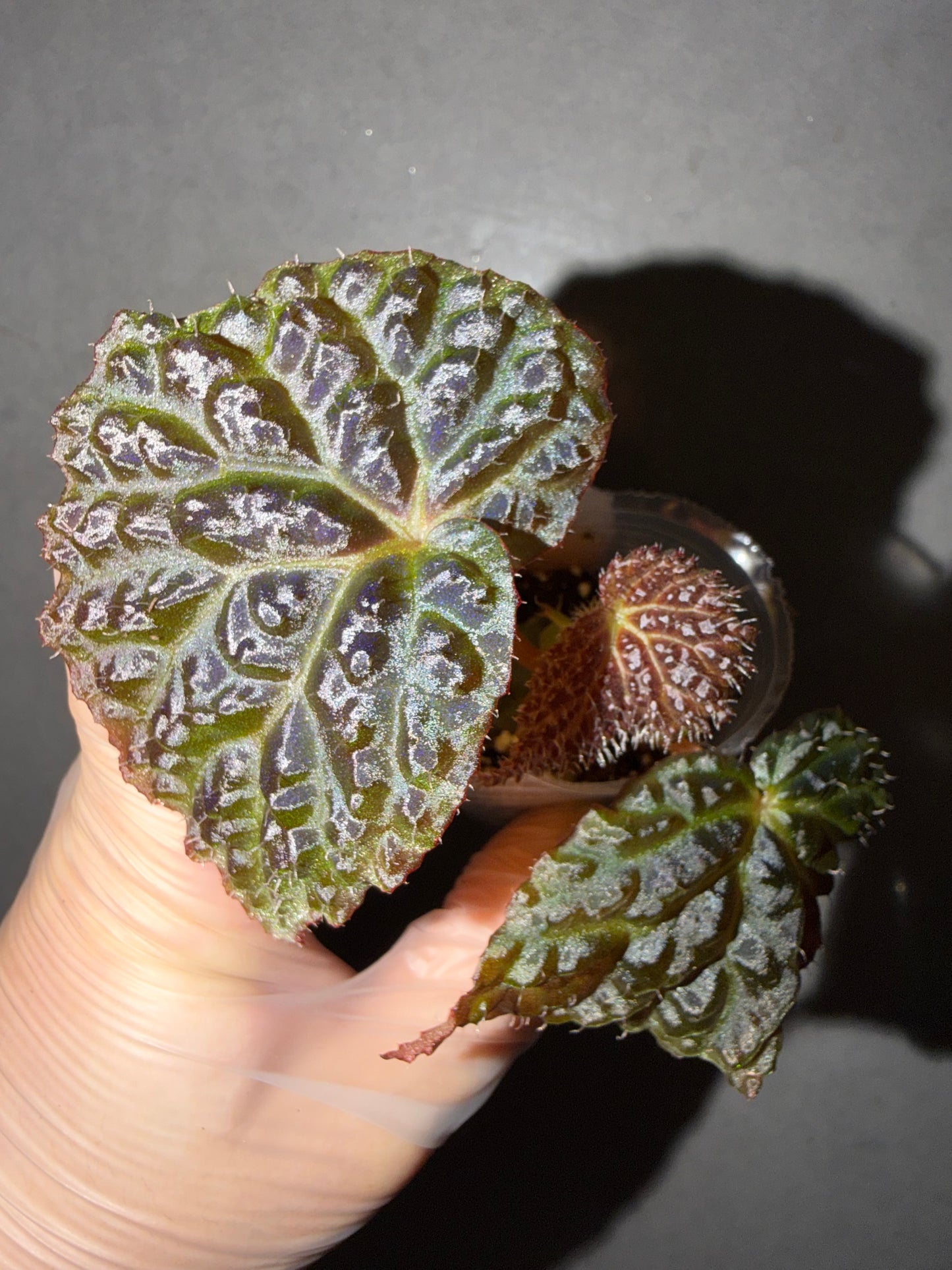 🖤Begonia ’Black Mountain‘