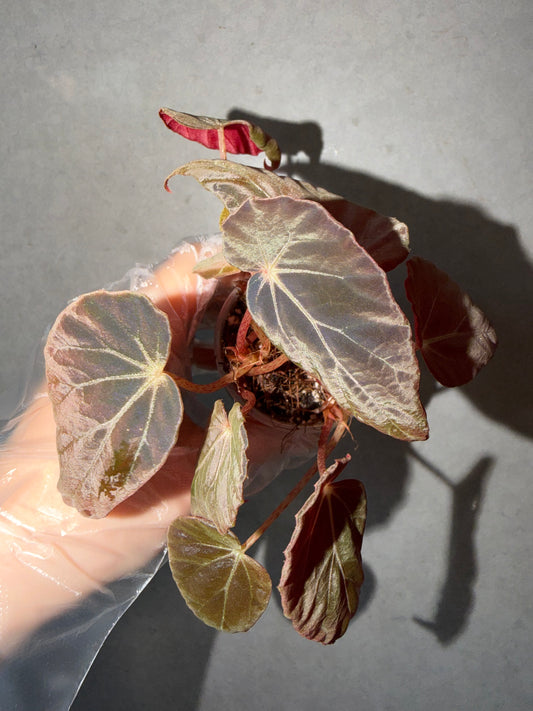 🌿 Begonia burkillii Black Form