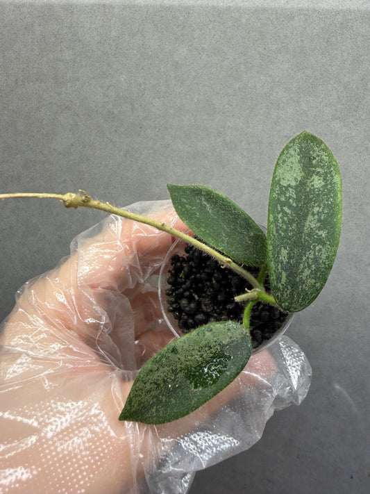 Hoya Thomsonii Pink Splash