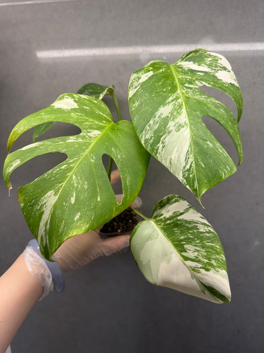 Monstera Albo（4 Leaves）