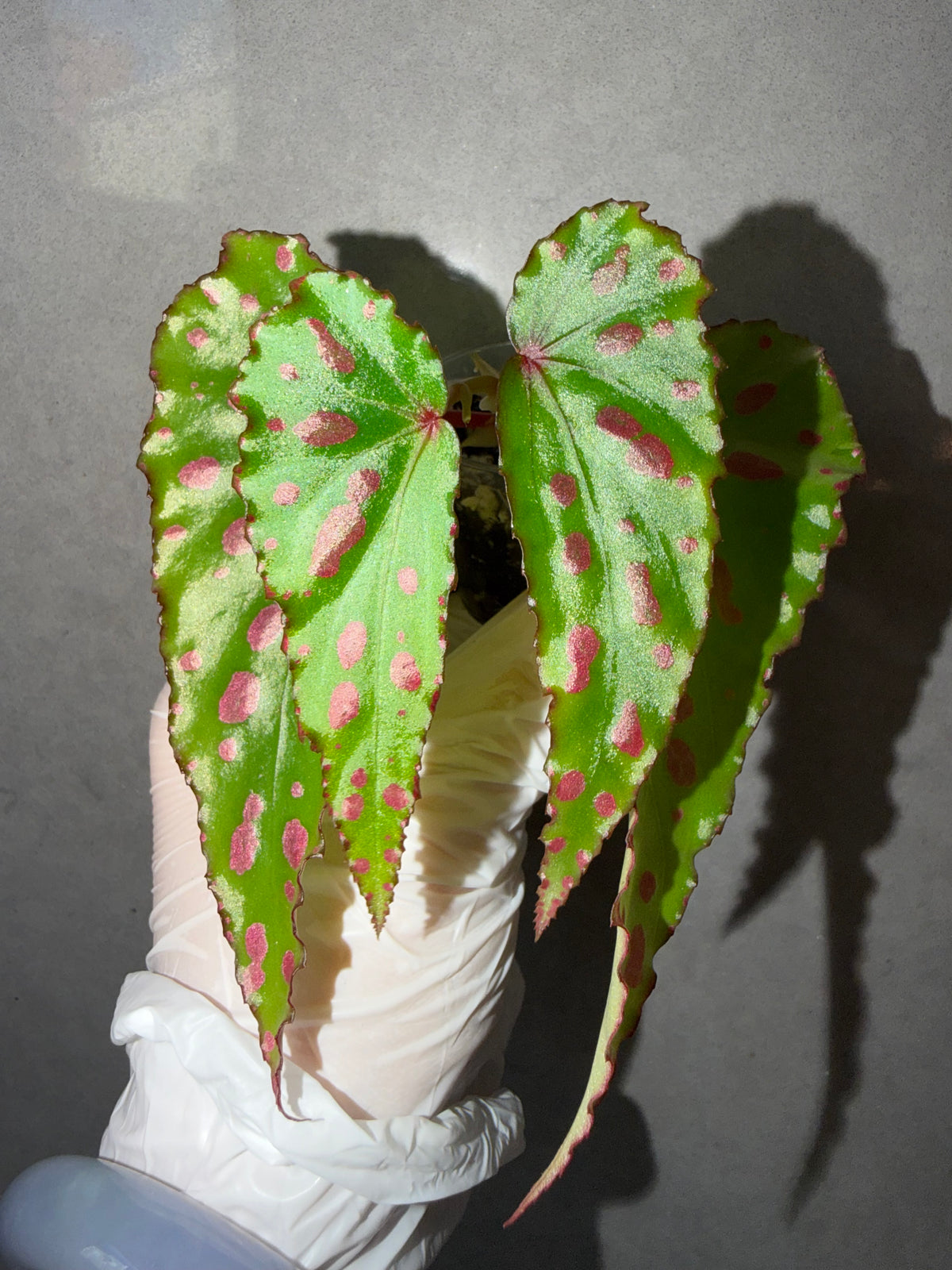 Begonia 4 Combo：sp. Sabah Pink➕ Pink Lava➕ chocolate milk➕Rex