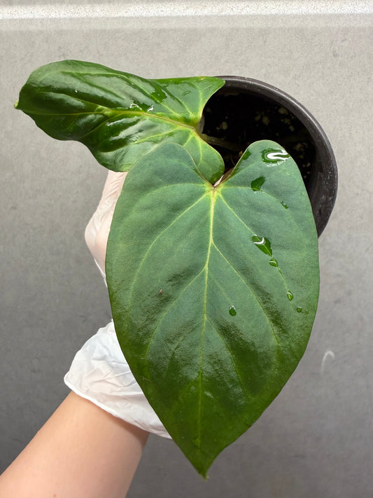 🌿Anthurium Aos*FS