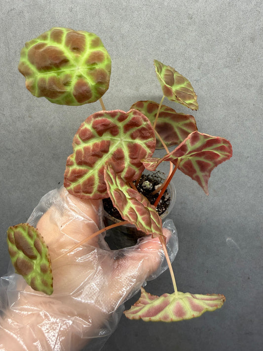 🌿Begonia goegoensis