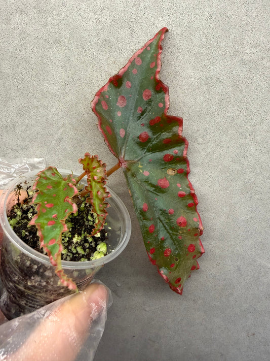 🌿 Begonia Darthvaderiana × Amphioxus