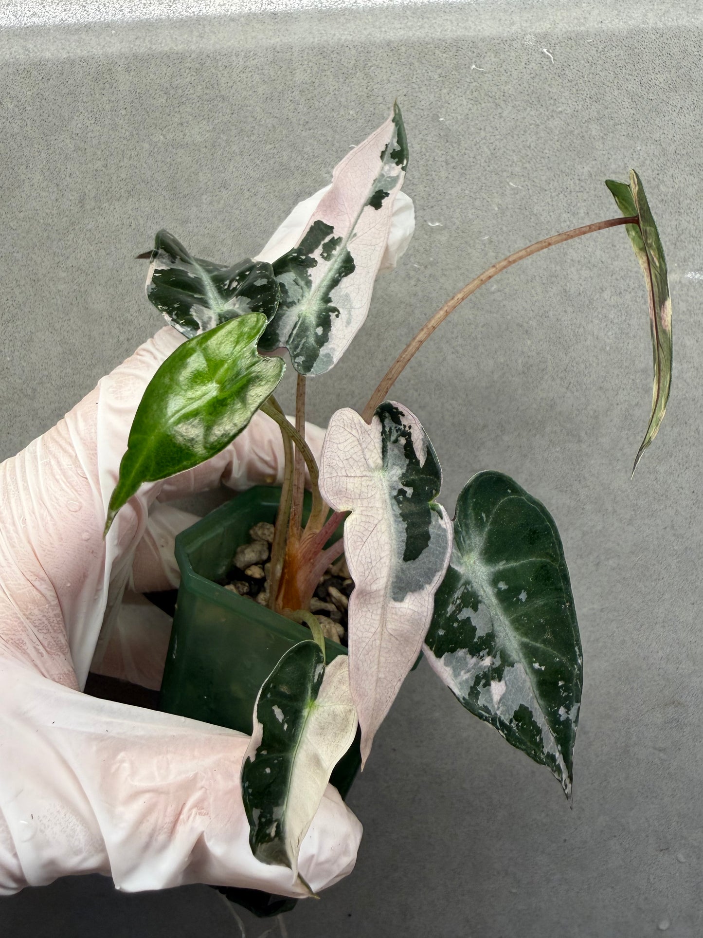🌸Alocasia Bambino Pink Variegated