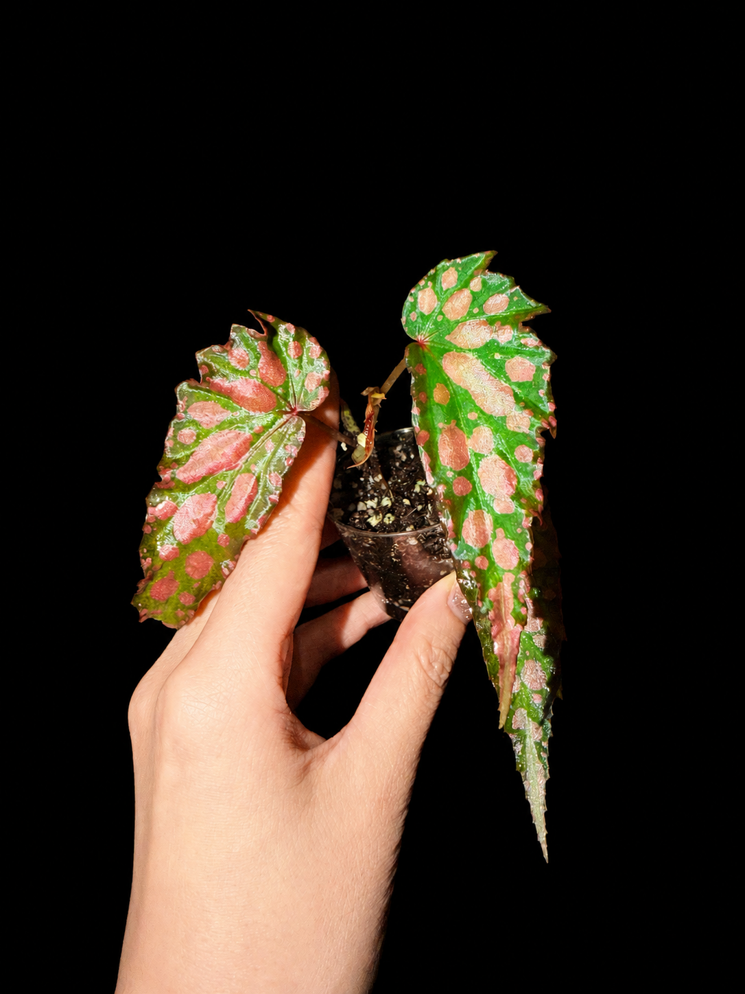 💗Begonia Amphioxus hybrid 🌶️