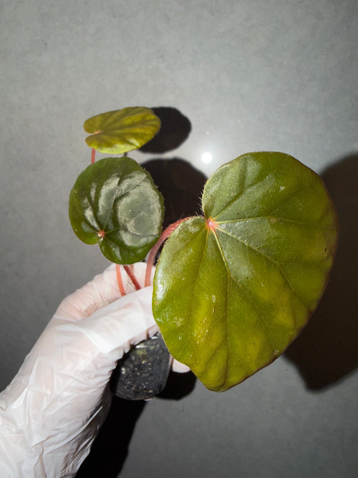 🌿Begonia Red Noid