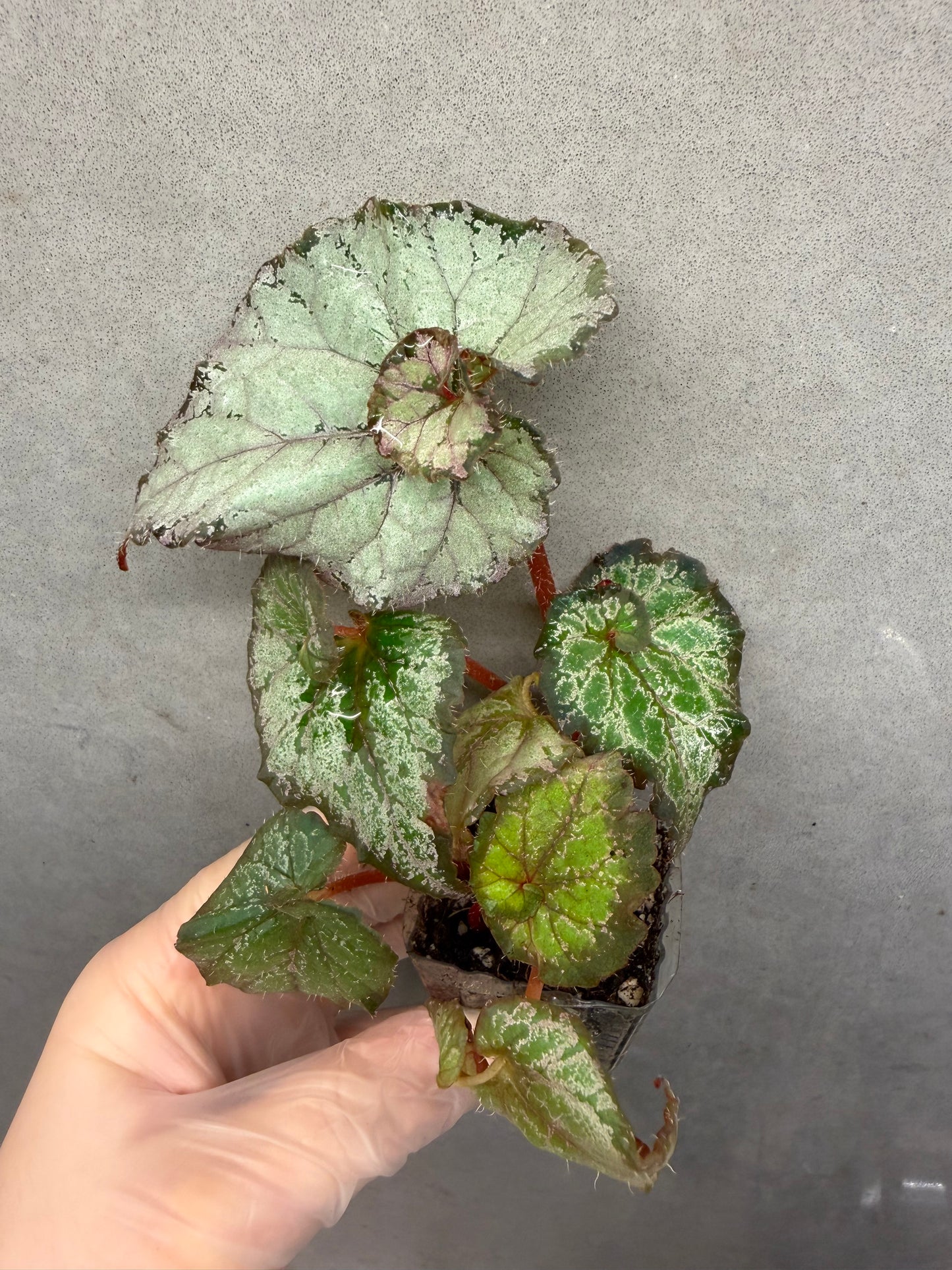 🌿 Begonia ‘DS Amor Amor’