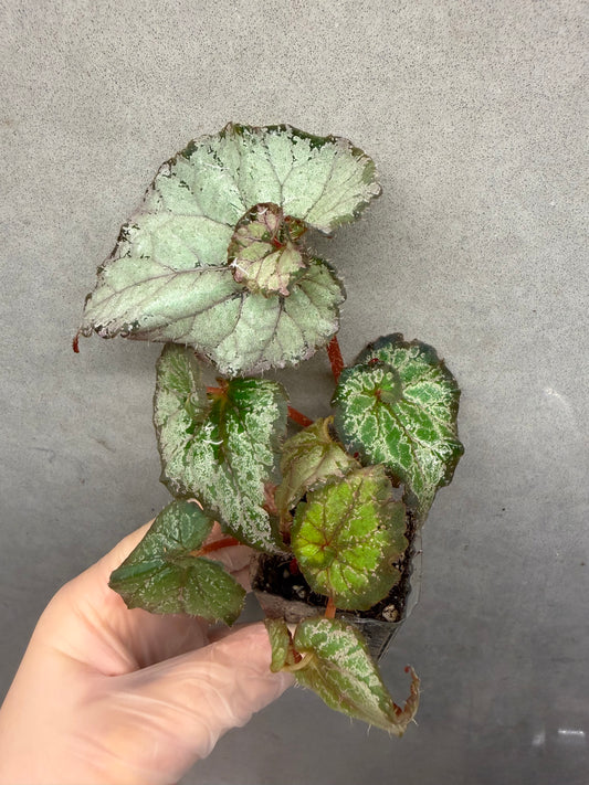 🌿 Begonia ‘DS Amor Amor’