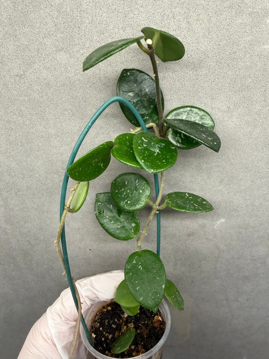 🌿Hoya Lacunosa silver
