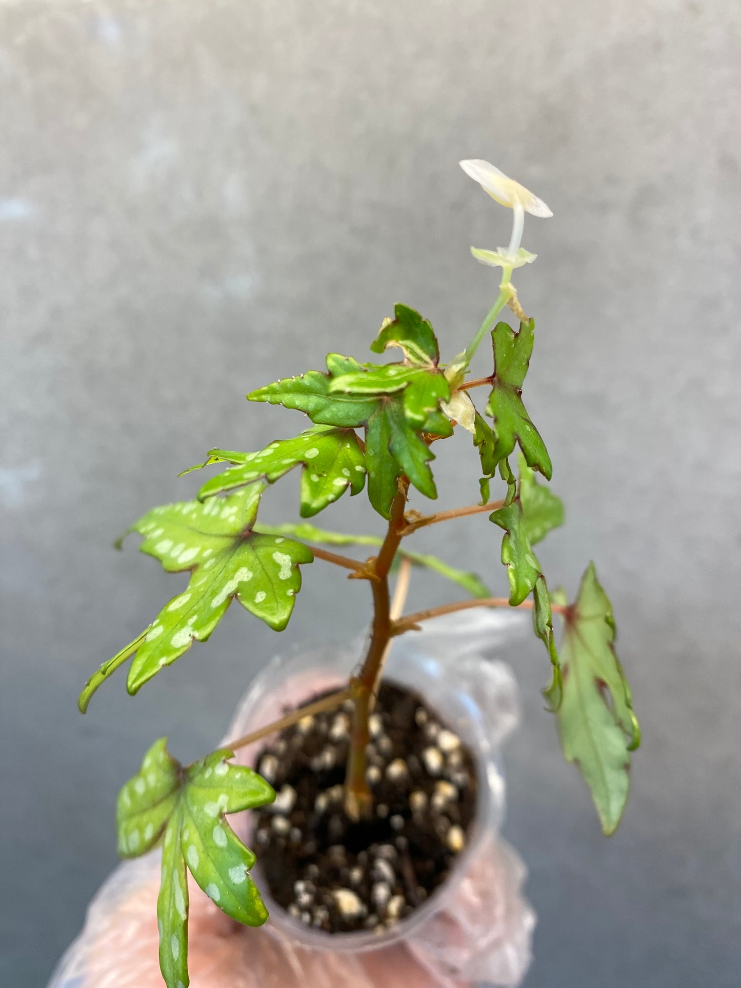 🌿 Begonia dregei