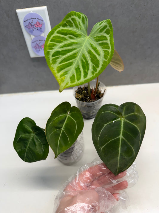 Anthurium 'Dorayaki' +KOS hybrid +Crystallinum hybrid