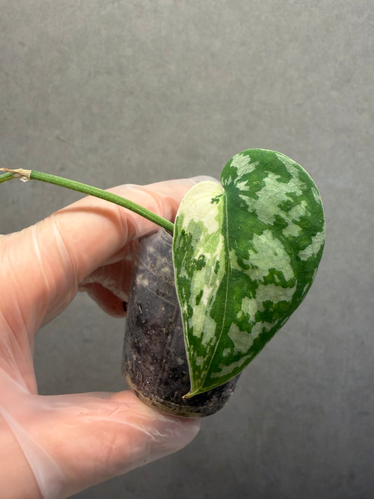 🌿Scindapsus mayari variegated