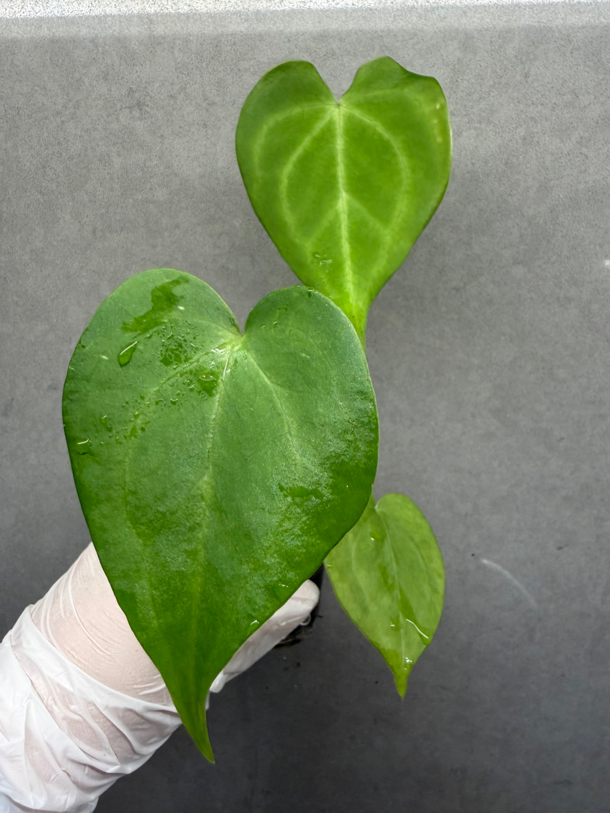 🌿Anthurium clarinervium *Delta Force