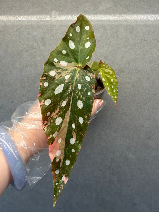 🌿Begonia maculata ‘Pink Variegata’