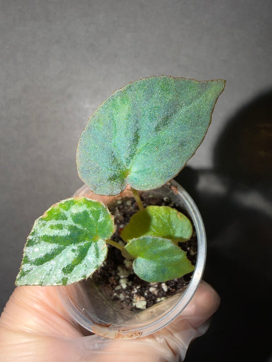 🌿 Begonia Rockii