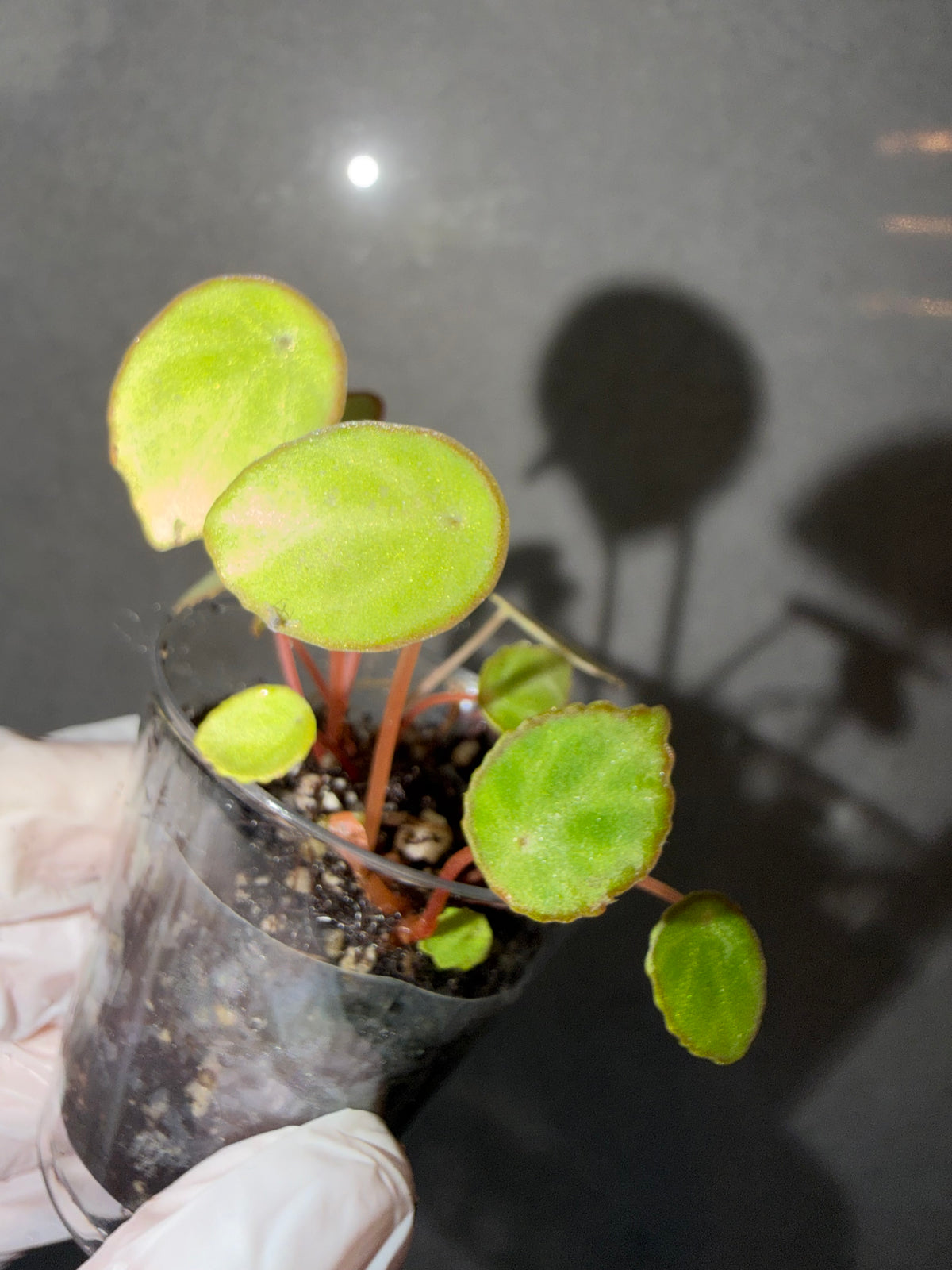 Begonia 5 Combo：polilloensis x rajah➕ hybrid ‘Blue-Green’➕ scapigera➕ Robert Golden➕ Dolce Vita