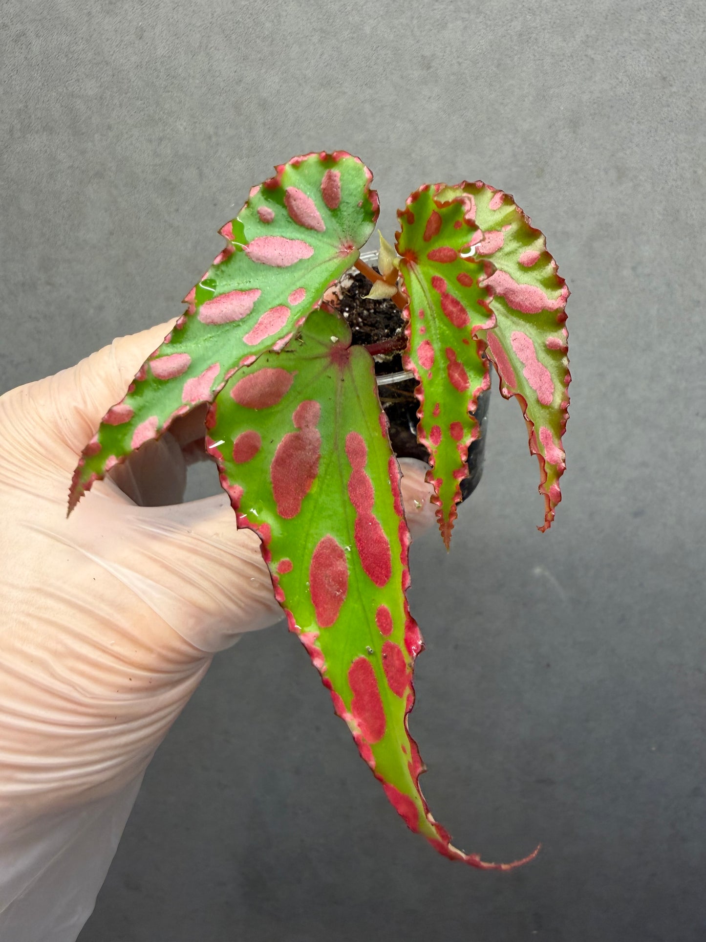 🌿Begonia ‘Pink Lava’