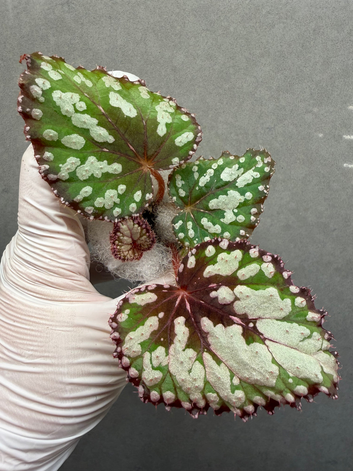 🌿Begonia M&M