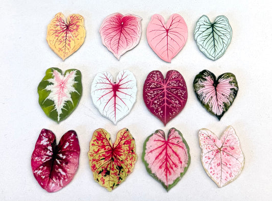 Caladium fridge magnet（Only redeem pls do not buy）sent randomly