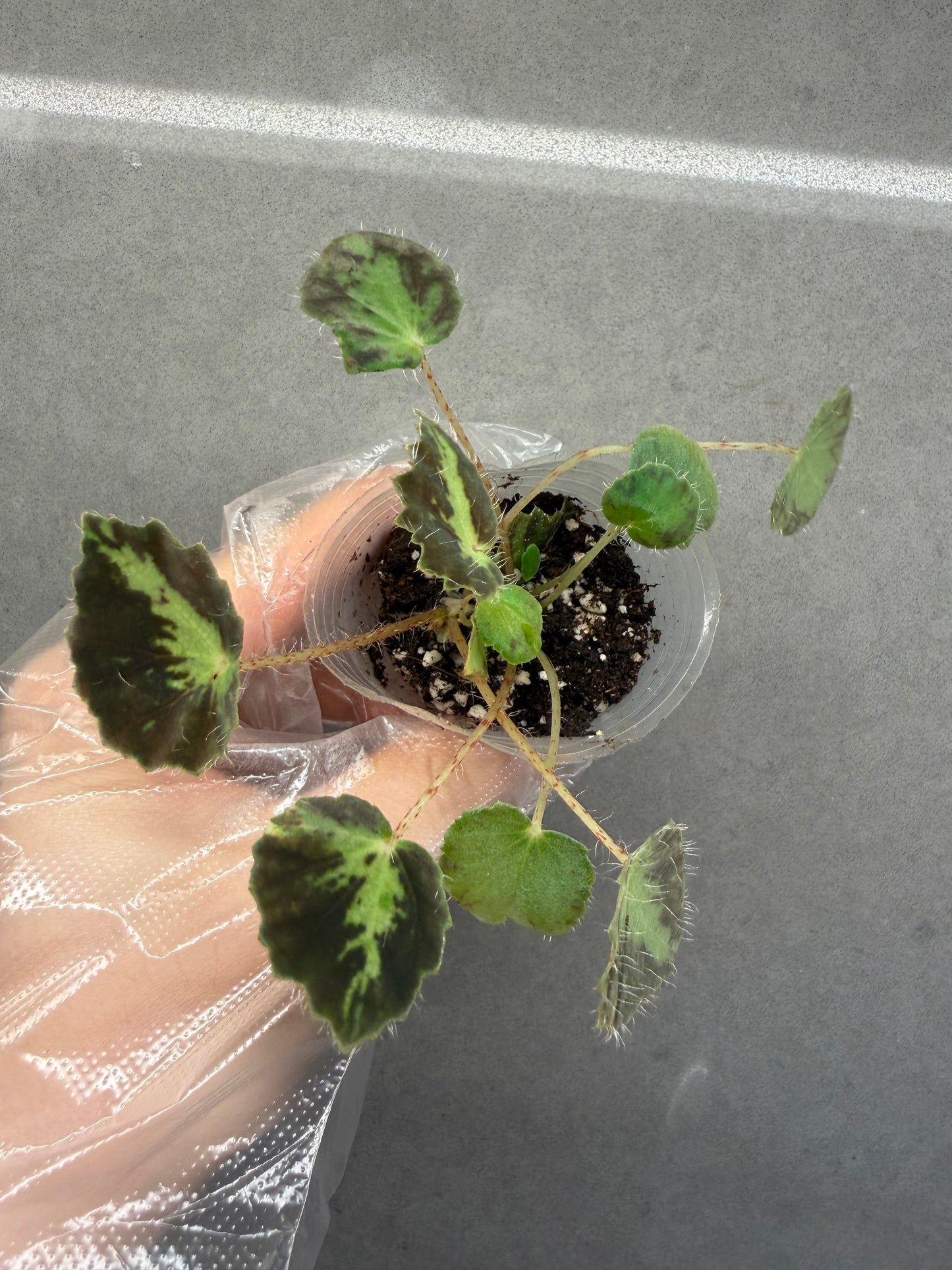 🌿Begonia rhizomatous ’Spotlight‘