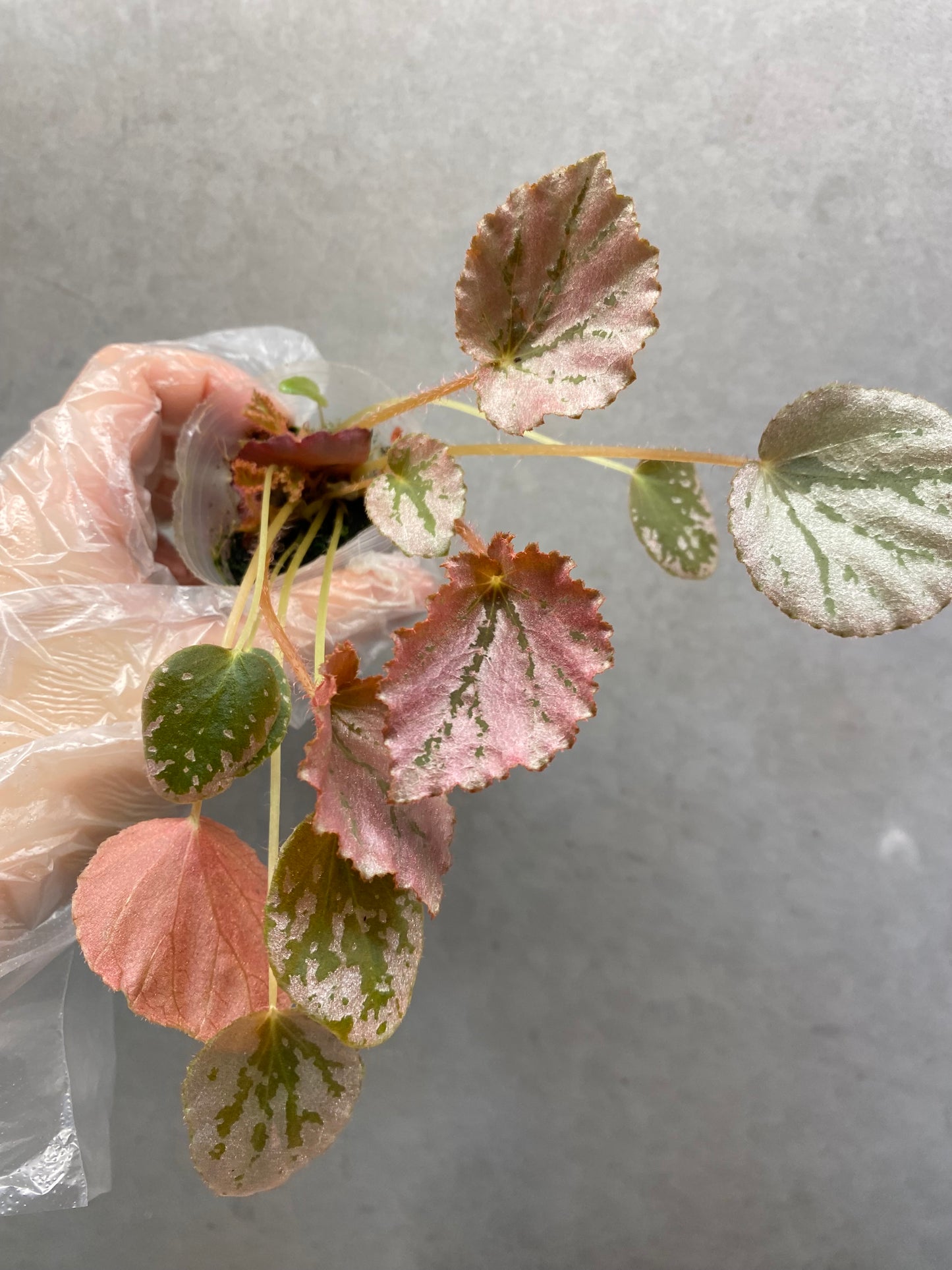 🌿 Begonia 'Martin Mystery'
