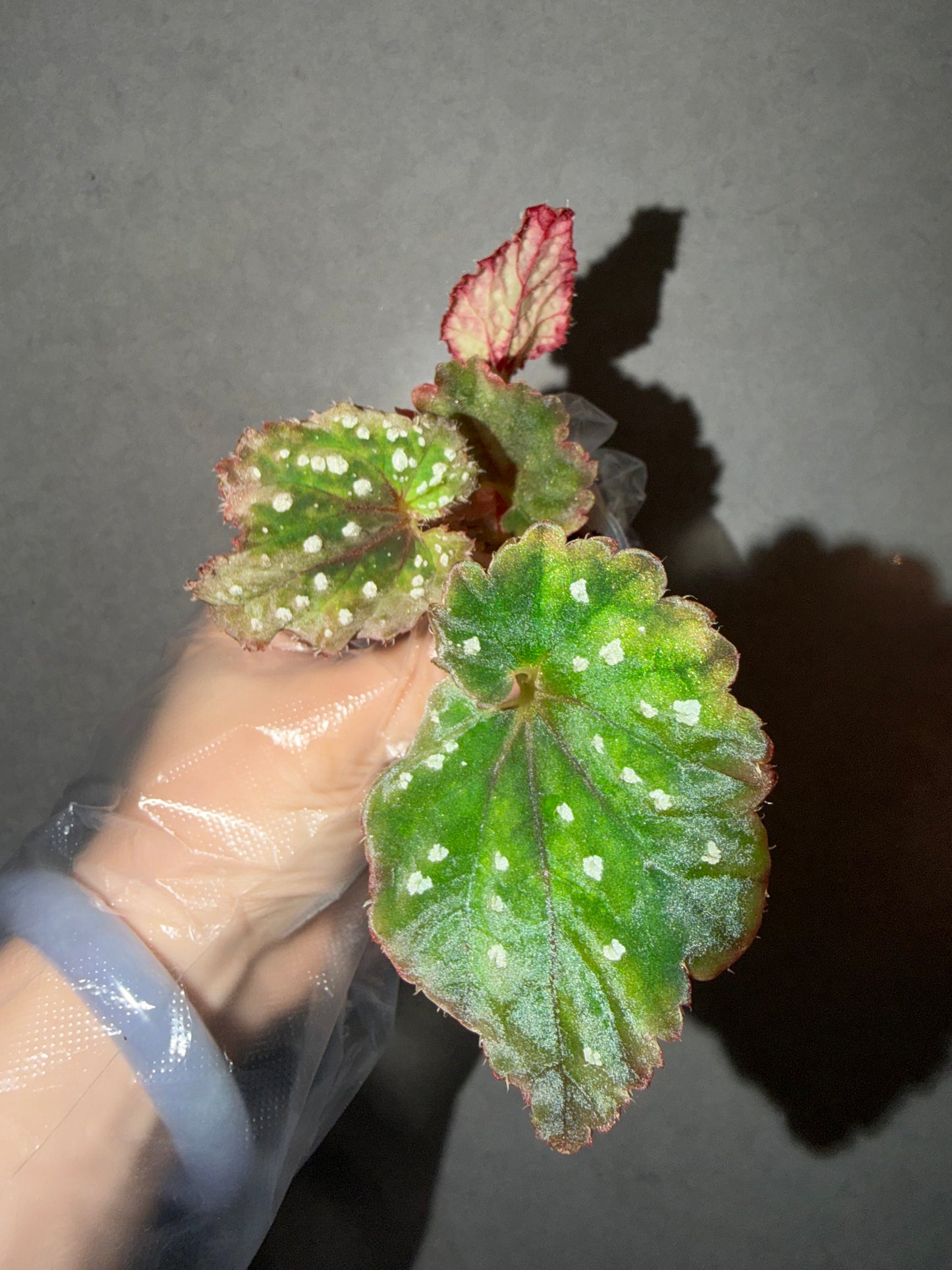 🌿Begonia Ryokuha