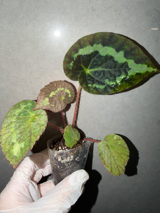 🌿Begonia sizemoreae