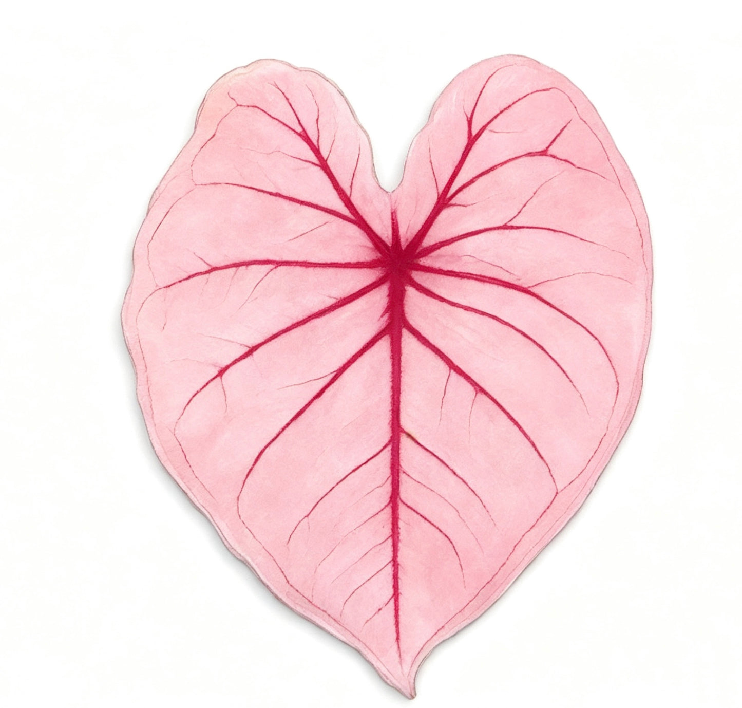 💜Caladium fridge magnet🩷