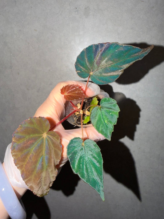 🦚 Begonia Pavonina