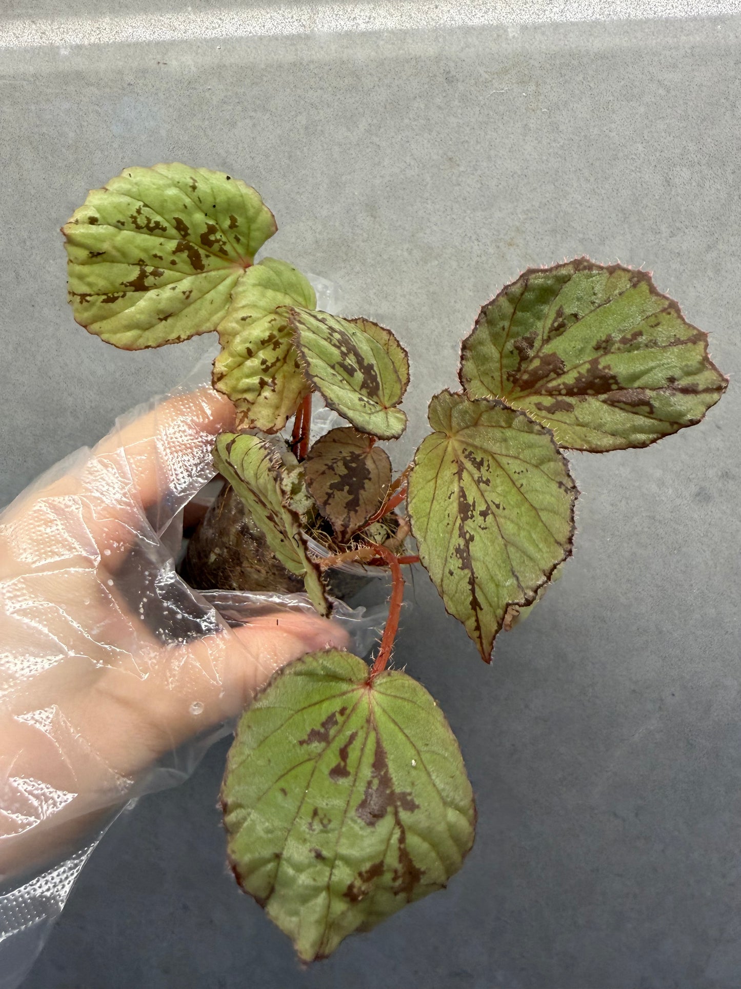 🌿 Begonia aketajawensis (Green)