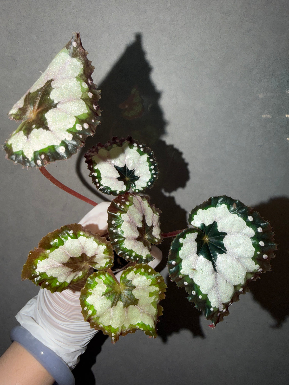 🌿 Begonia 'Dolce Vita'