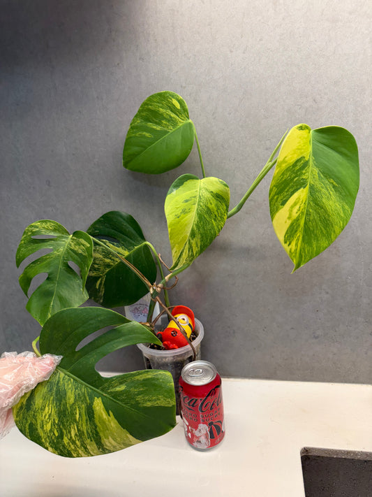 🌿Monstera Aurea（6 leaves）Only GTA