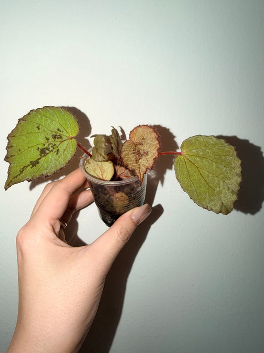 🌿 Begonia aketajawensis (Green)