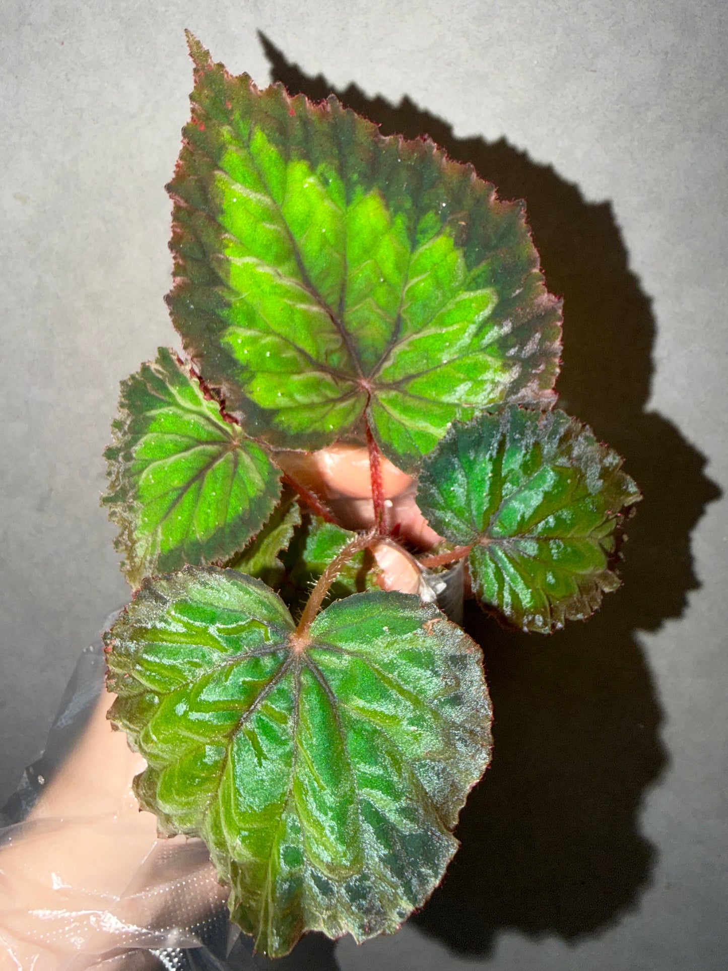 🌿Begonia NoID