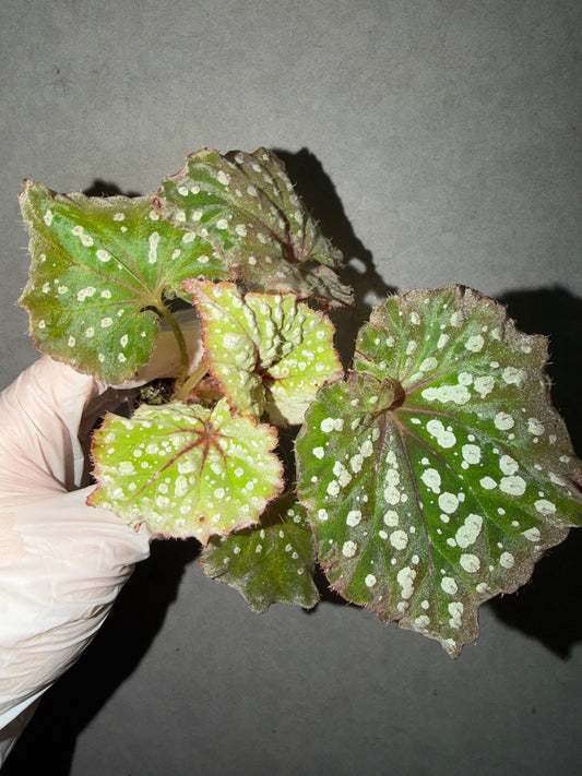 🌿Begonia Ryokuha