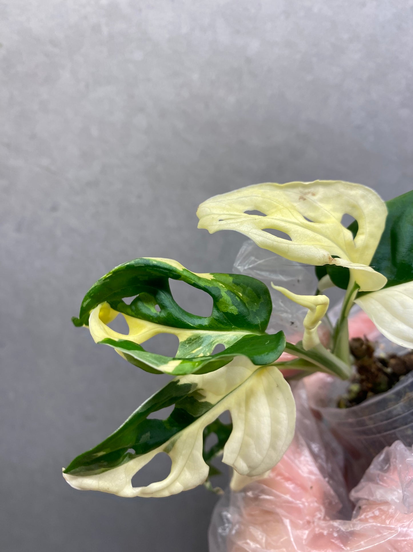 🌿 Monstera Adansonii Albo