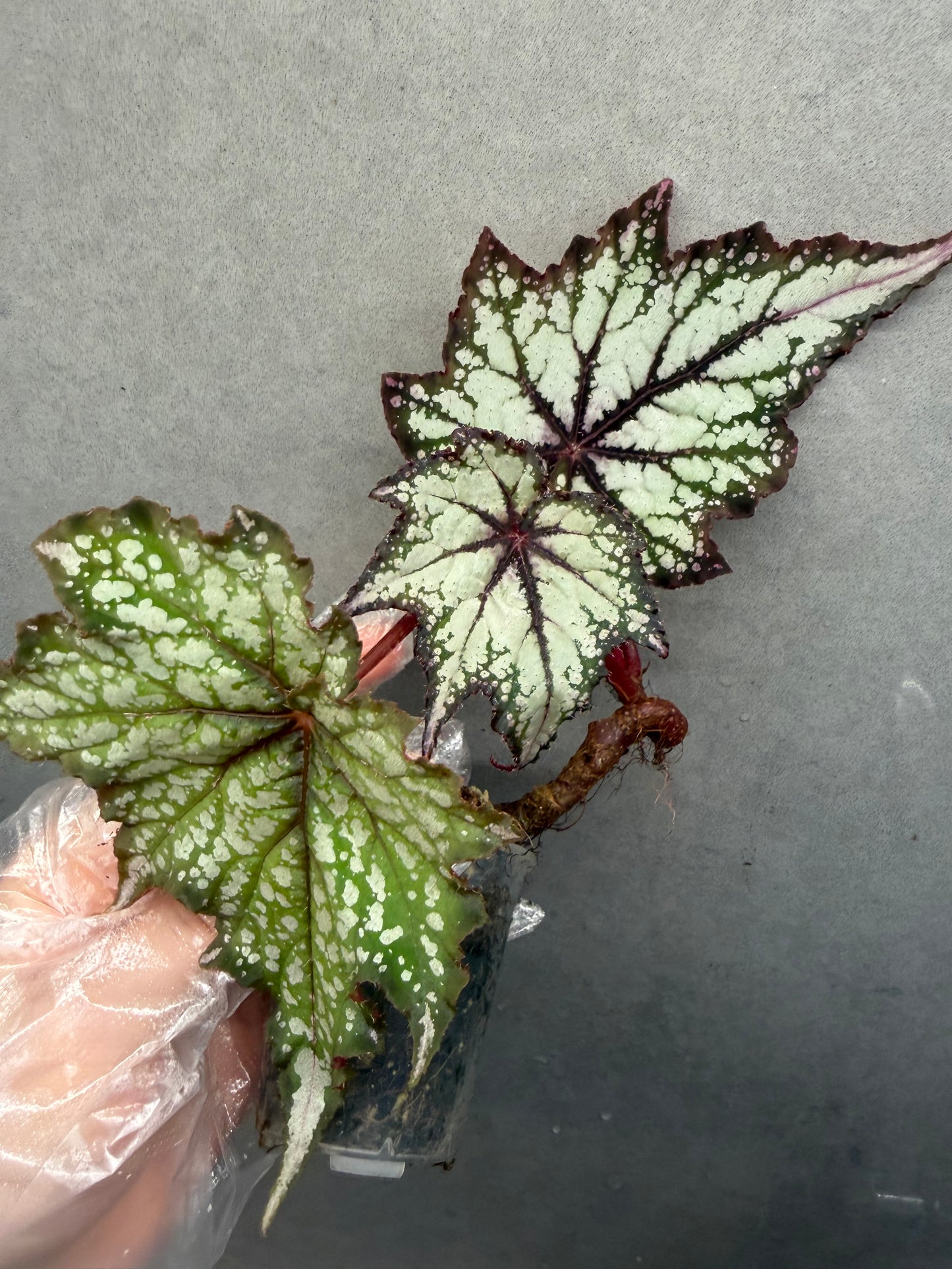🌿 Begonia 'Robert Golden'