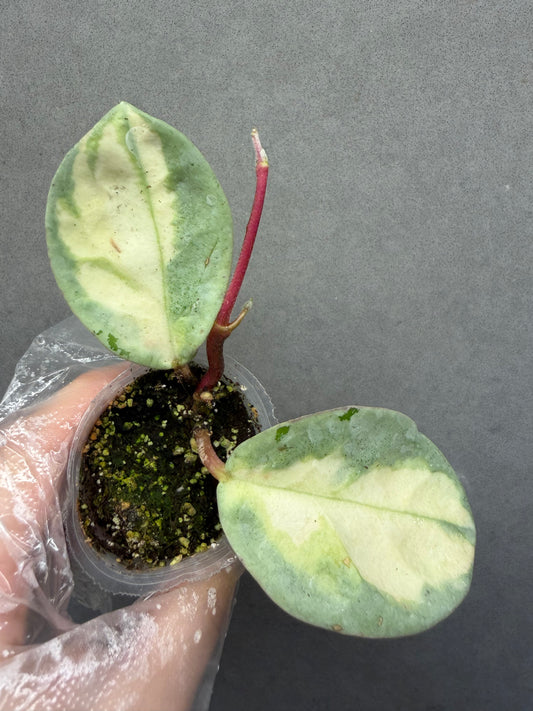 🌿Hoya Argentea Princess