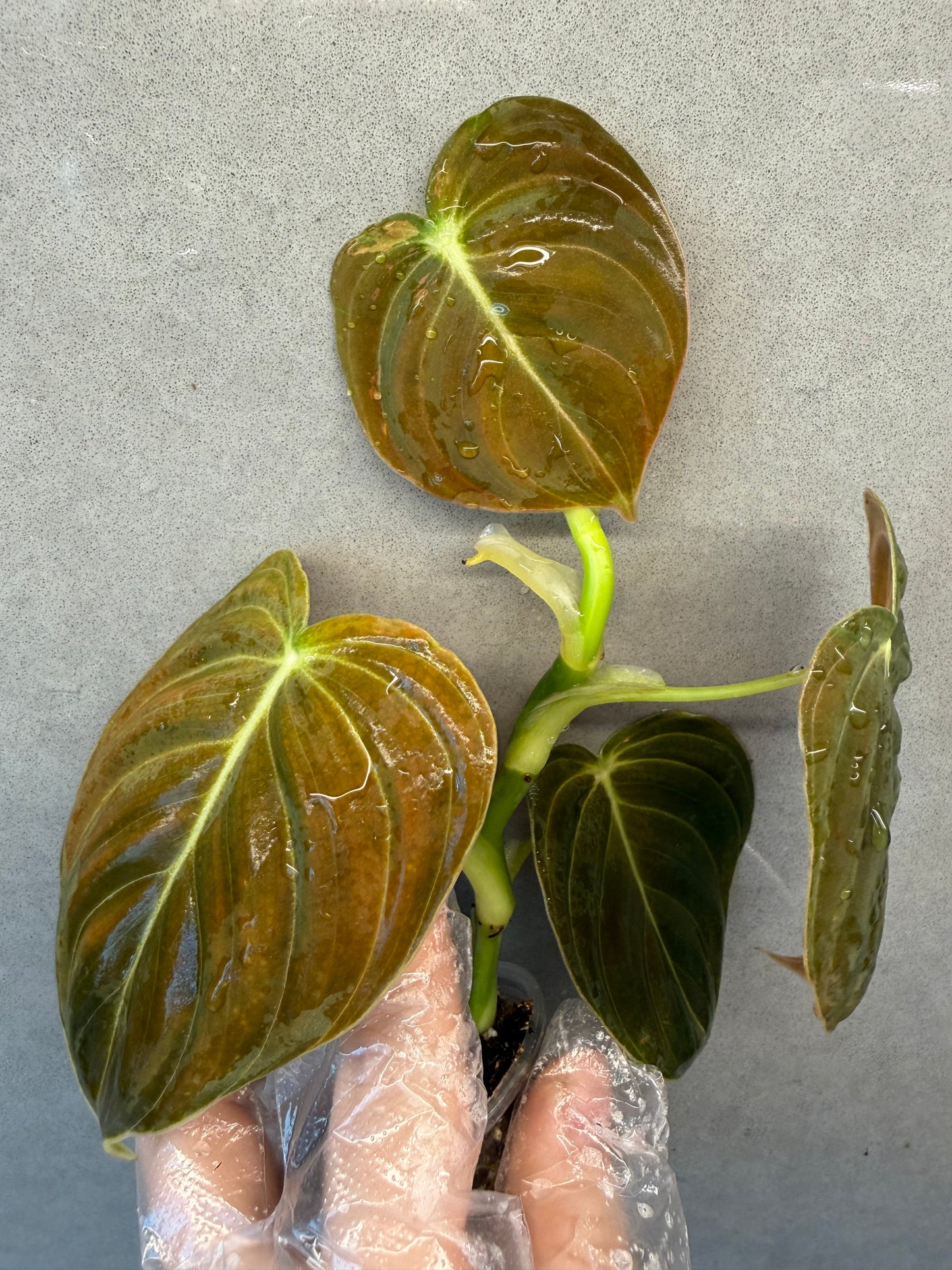 🌿Philodendron Melanochrysum low Var