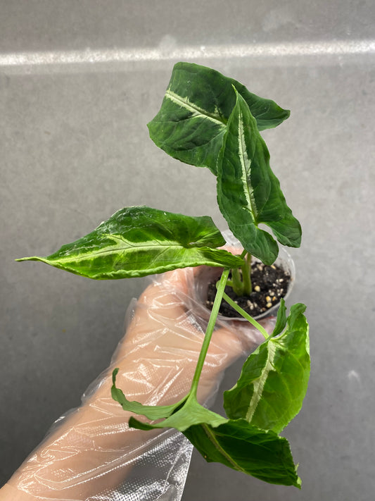 Syngonium wendlandii