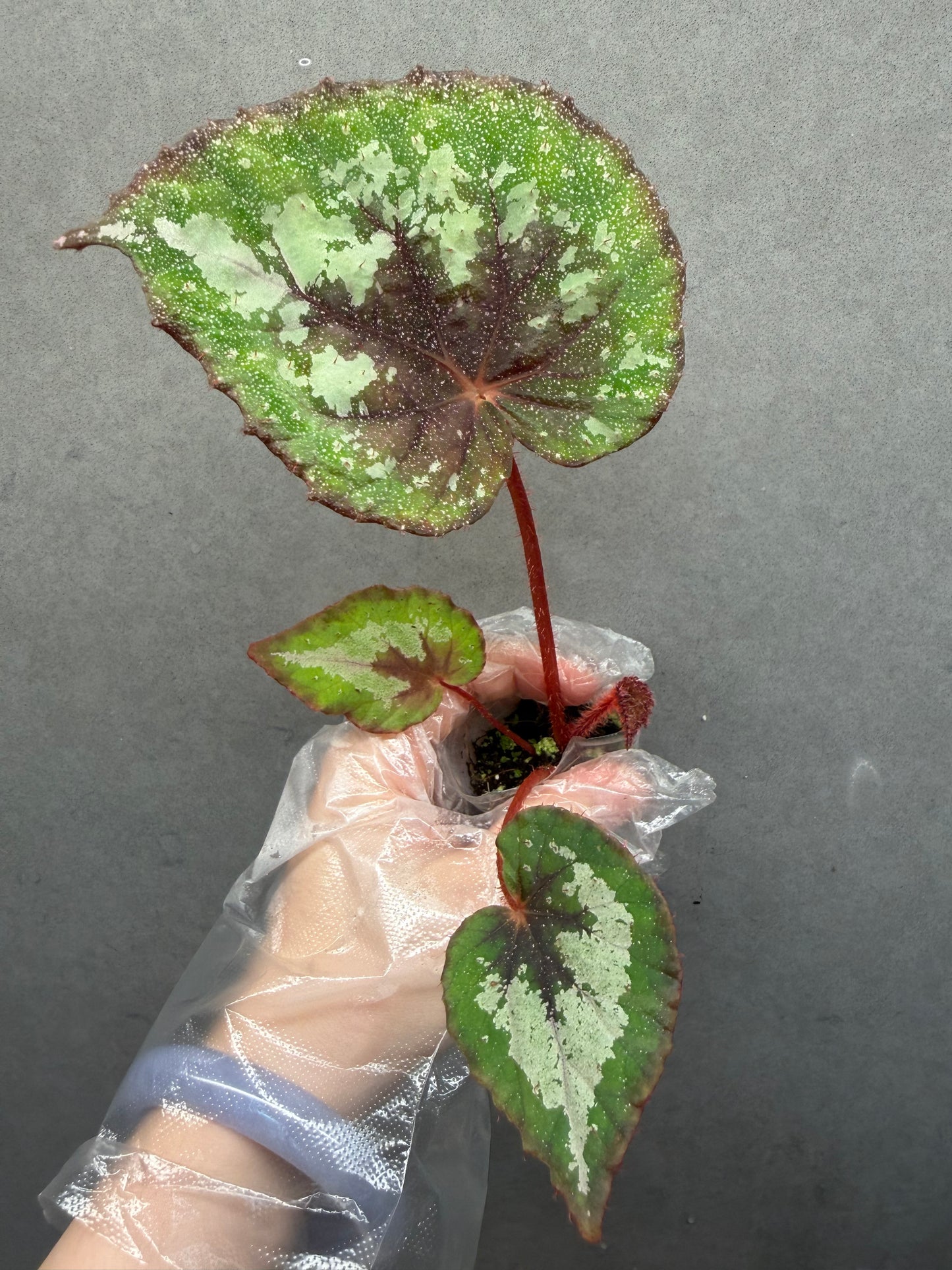 🌠 Begonia ‘DS-Antares’
