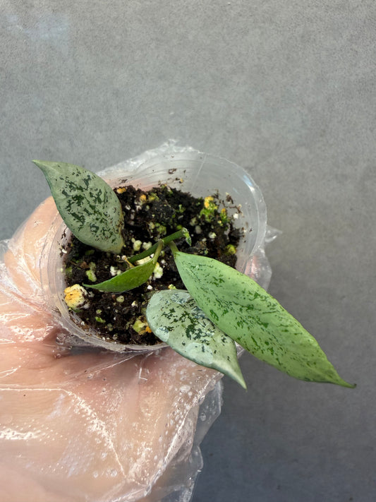 🌿Hoya Lacunosa Leopard skin