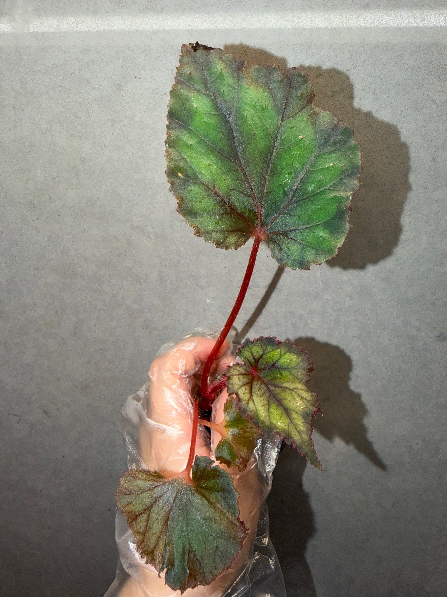 🌿Begonia DS-Chocolate Covered Cherry