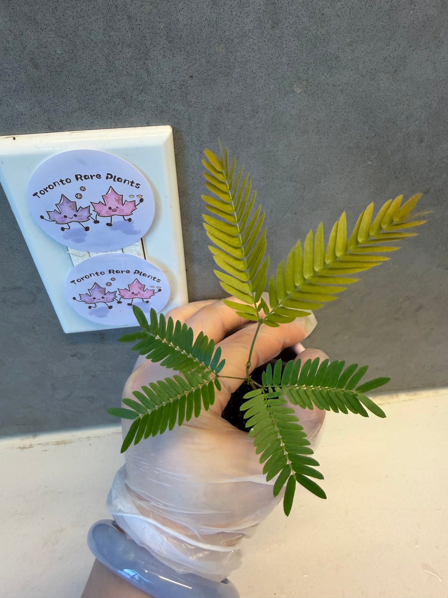 🌿 Cojoba arborea